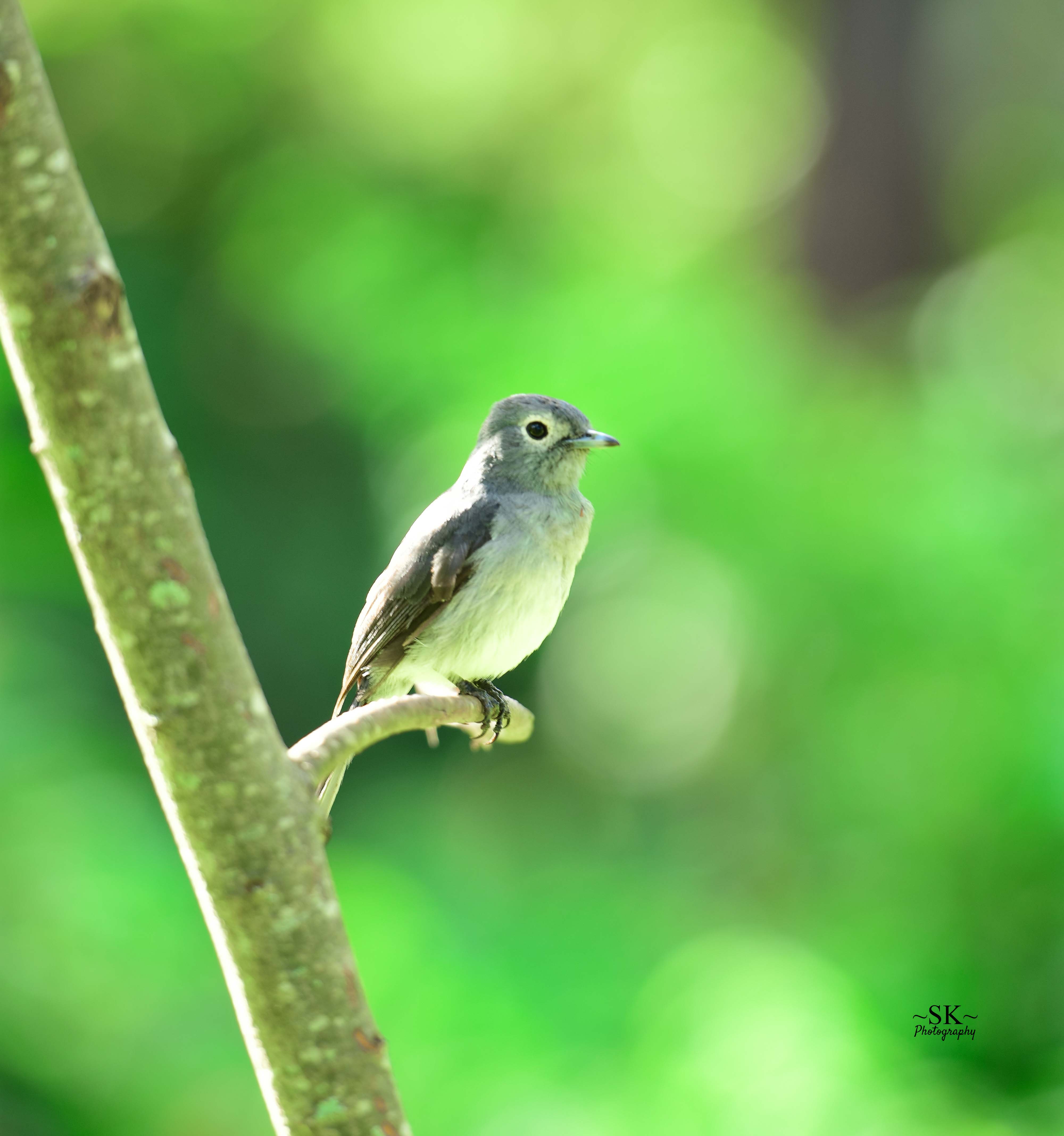 Lion in golden hour light on African savannah